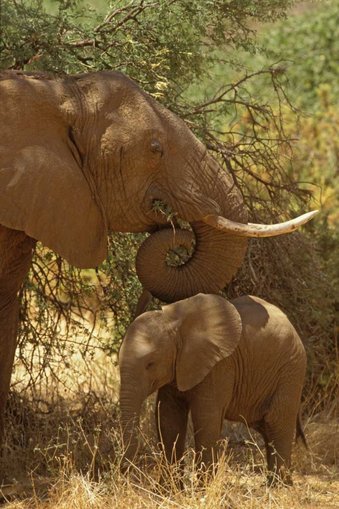 Kenya, Samburu NP African Elephant with her baby art print by Don Grall for $57.95 CAD