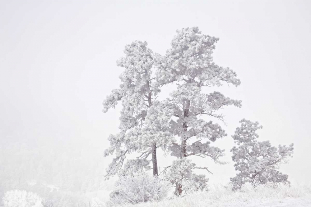 CO, Ute Pass Hoarfrost coats vegetation art print by Don Grall for $57.95 CAD
