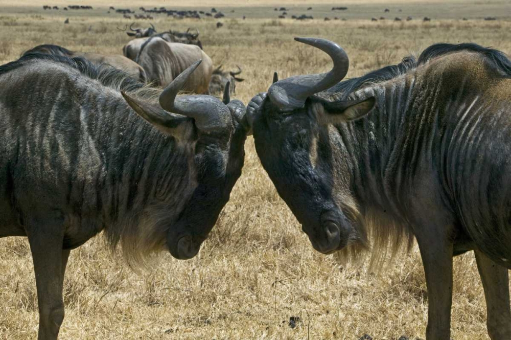 Kenya Two wildebeest begin confrontation art print by Joanne Williams for $57.95 CAD
