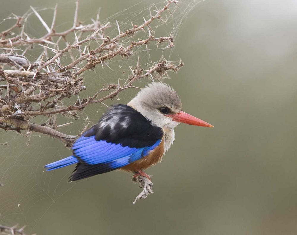 Kenya Gray-headed kingfisher perched on limb art print by Joanne Williams for $57.95 CAD