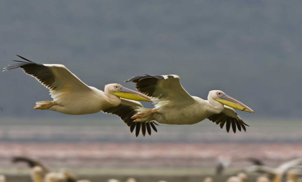 Kenya Pair of great white pelicans gliding art print by Joanne Williams for $57.95 CAD