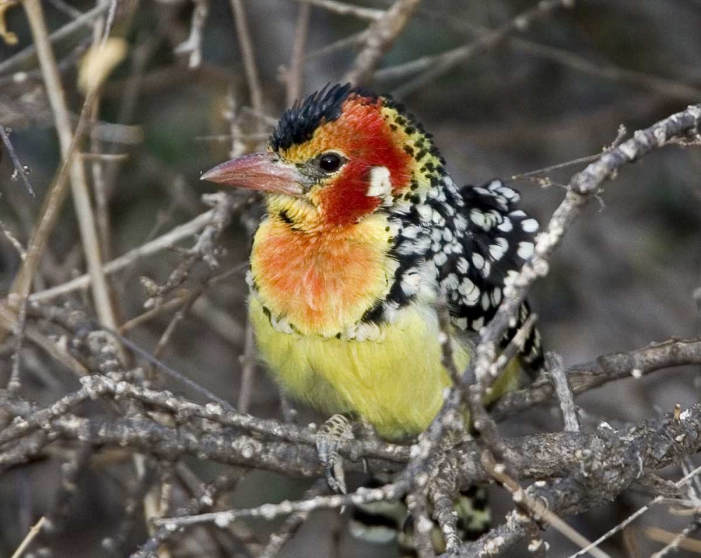 Kenya Red and yellow barbet perched on tree limb art print by Joanne Williams for $57.95 CAD