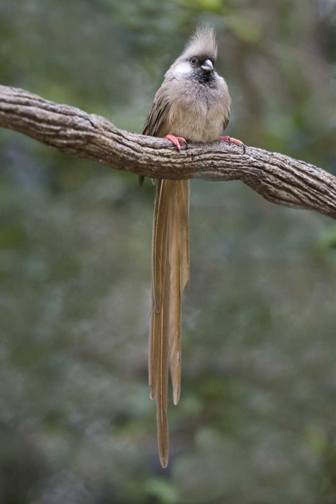 Kenya Speckled mousebird sits on tree limb art print by Joanne Williams for $57.95 CAD