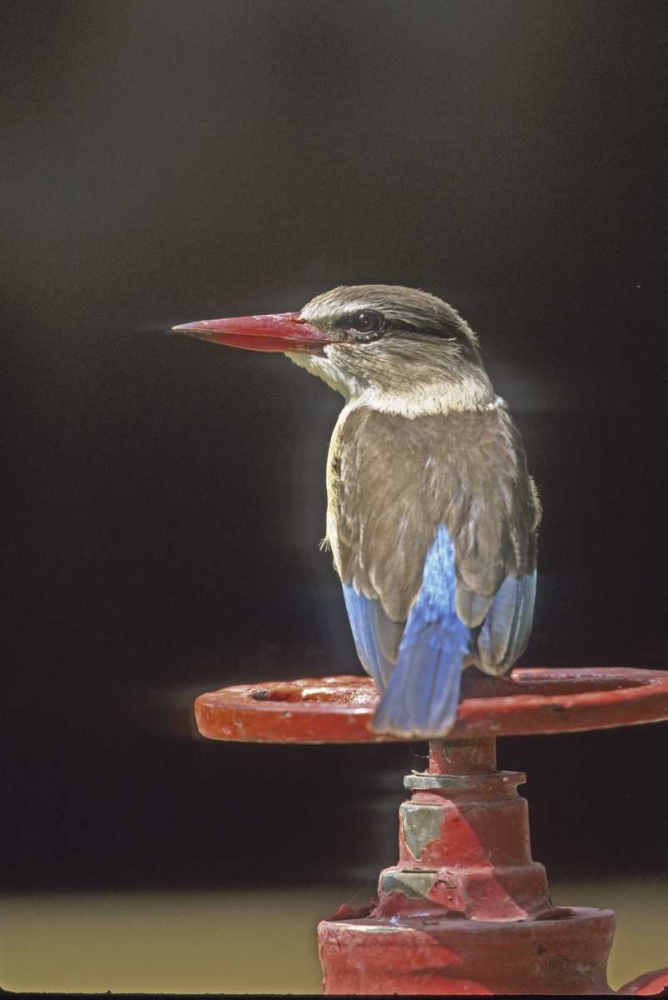 Kenya Brown-headed kingfisher on a valve wheel art print by Joanne Williams for $57.95 CAD