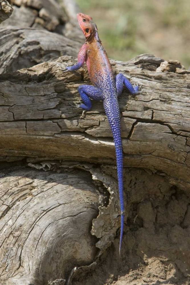 Kenya Colorful African lizard on log art print by Joanne Williams for $57.95 CAD