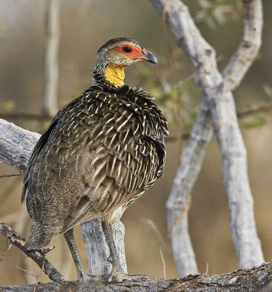 Kenya Yellow-necked spurfowl bird on tree trunk art print by Joanne Williams for $57.95 CAD