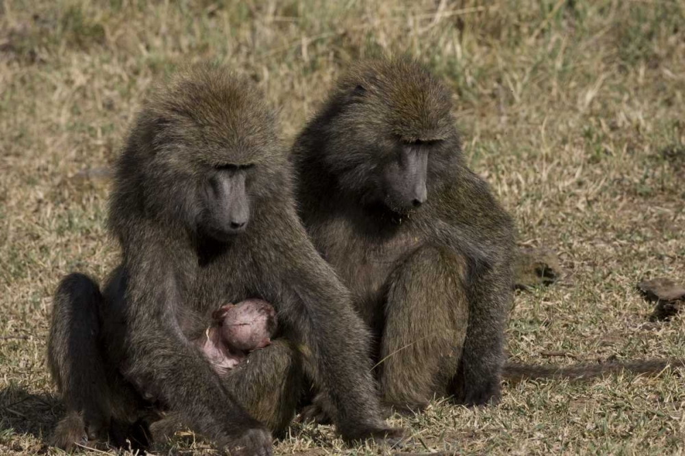Kenya Mother baboon with newborn baby art print by Joanne Williams for $57.95 CAD