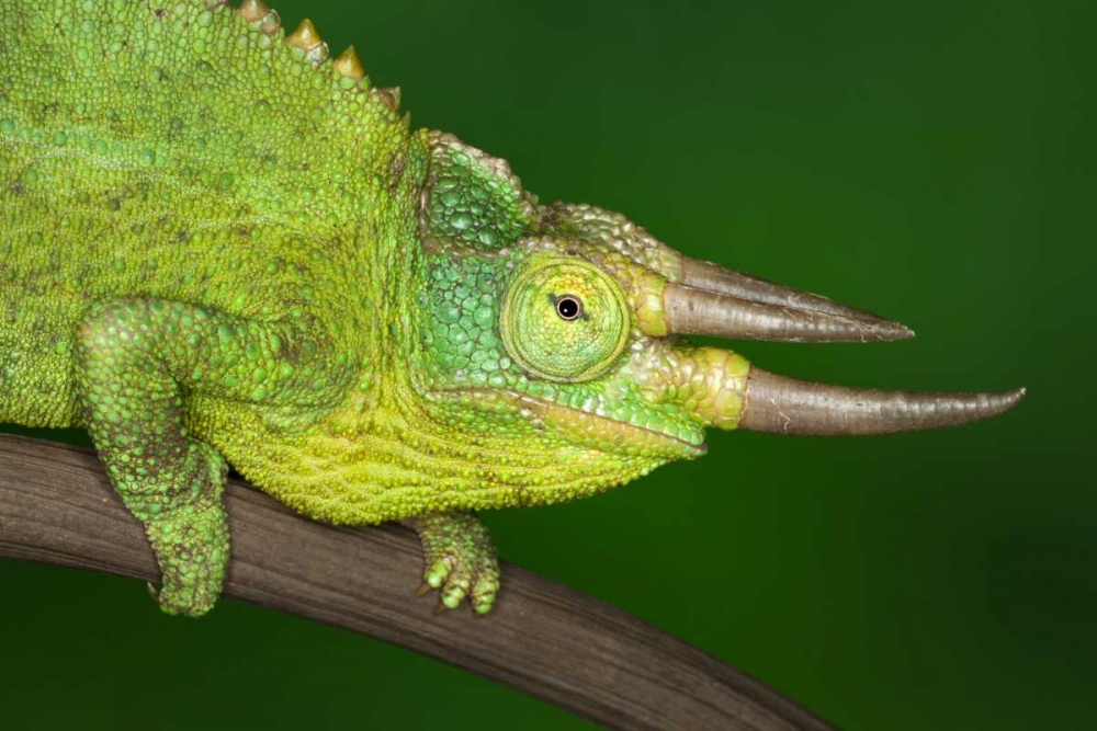 Kenya Close-up of Jacksons Chameleon on limb art print by Dennis Flaherty for $57.95 CAD