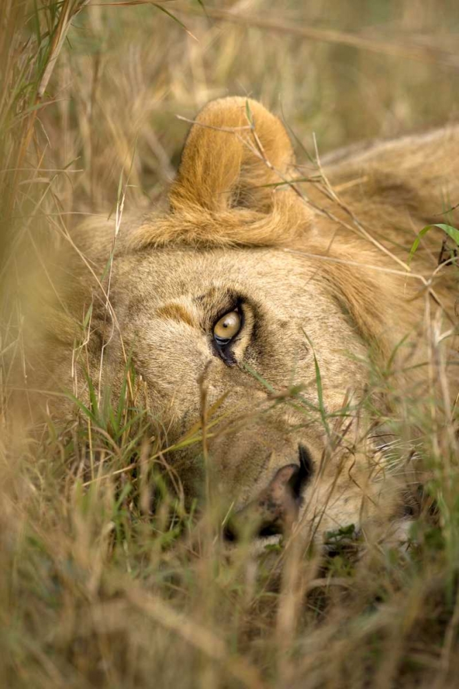 Kenya, Masai Mara Male lion sleeping in grass art print by Jim Zuckerman for $57.95 CAD
