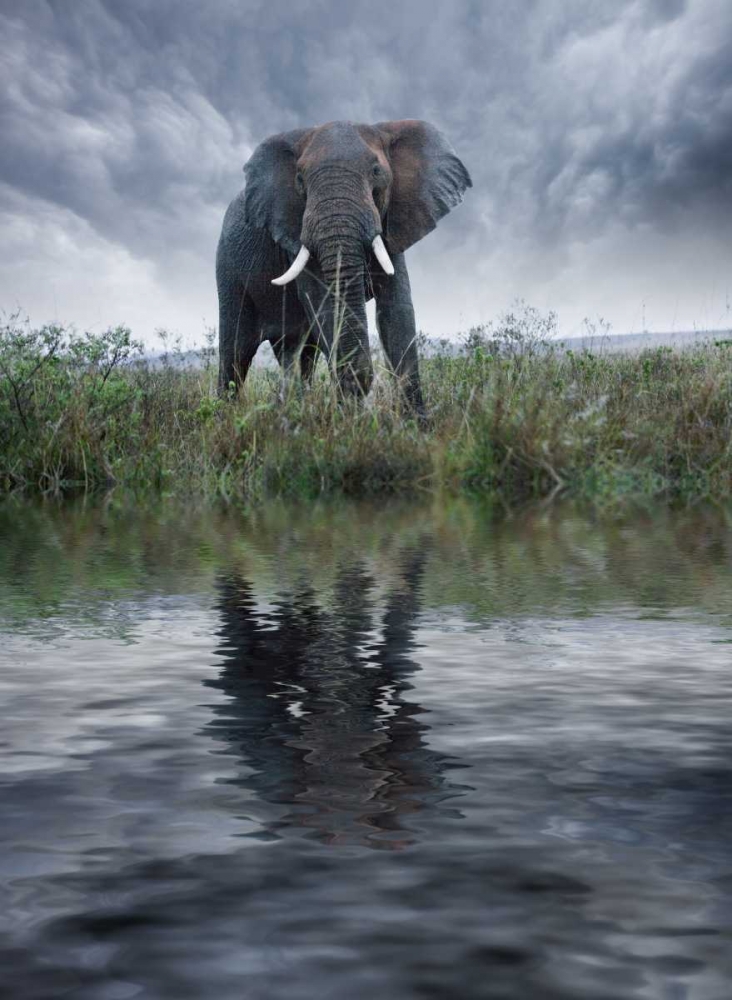 Kenya, Masai Mara Elephant reflecting in water art print by Jim Zuckerman for $57.95 CAD