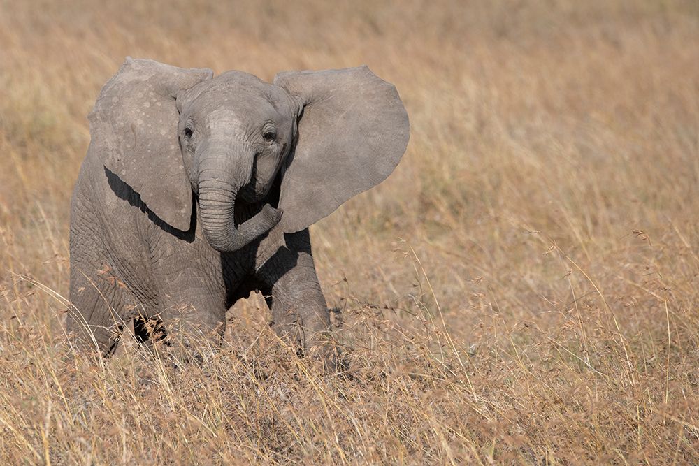 Africa-Kenya-Ol Pejeta Conservancy-Baby African elephant art print by Cindy Miller Hopkins for $57.95 CAD