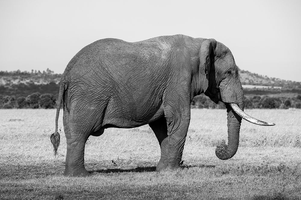 Africa-Kenya-Ol Pejeta Conservancy-Lone bull African elephant art print by Cindy Miller Hopkins for $57.95 CAD