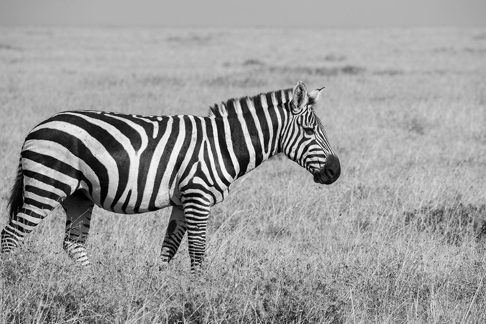 Africa-Kenya-Ol Pejeta Conservancy-Bruchells zebra-Equus burchellii-in grassland habitat, art print by Cindy Miller Hopkins for $57.95 CAD
