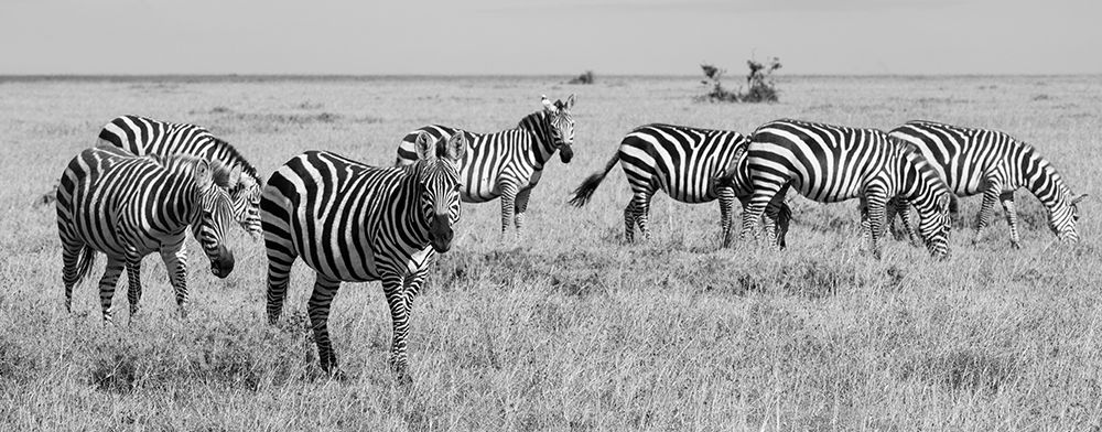 Africa-Kenya-Ol Pejeta Conservancy-Herd of Bruchells zebra-Equus burchellii-in grassland habitat art print by Cindy Miller Hopkins for $57.95 CAD