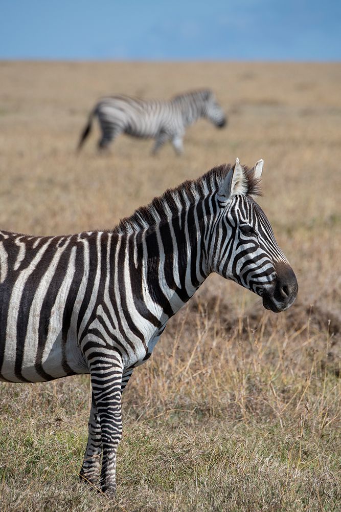 Africa-Kenya-Ol Pejeta Conservancy-Bruchells zebra-Equus burchellii-in grassland habitat art print by Cindy Miller Hopkins for $57.95 CAD