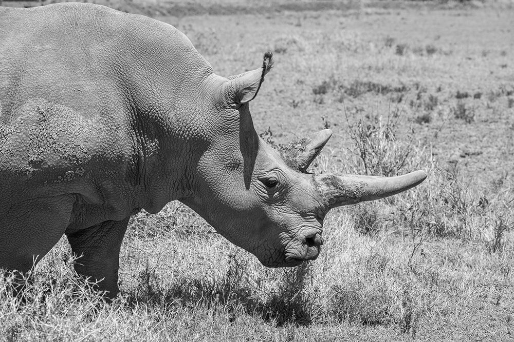 Africa-Kenya-Ol Pejeta Conservancy-one of last 2 critically endangered Northern white rhinos art print by Cindy Miller Hopkins for $57.95 CAD