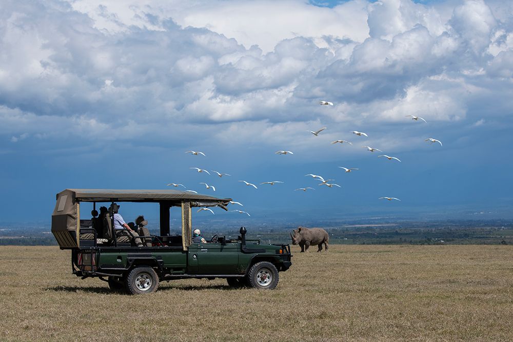 Africa-Kenya-Ol Pejeta Conservancy-Safari jeep with Southern white rhinoceros-Ceratotherium simum art print by Cindy Miller Hopkins for $57.95 CAD
