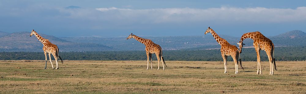 Africa-Kenya-Ol Pejeta Conservancy-Herd of Reticulated giraffe-Endangered species art print by Cindy Miller Hopkins for $57.95 CAD