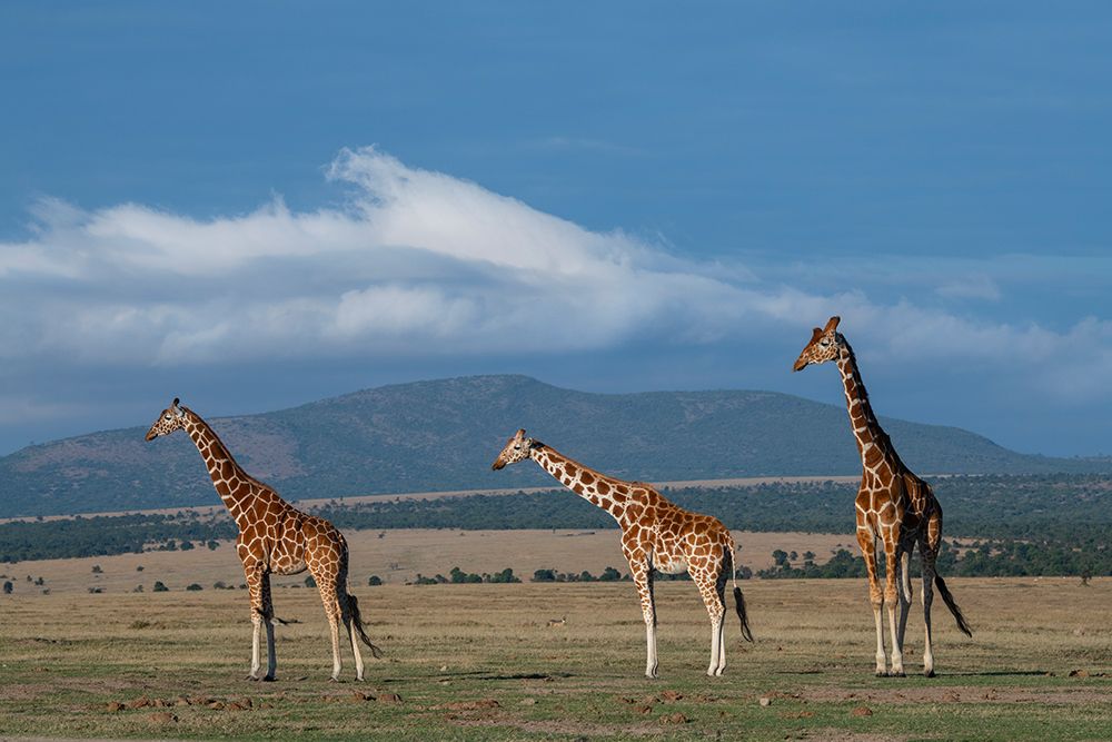 Africa-Kenya-Northern Frontier District-Ol Pejeta Conservancy-Reticulated giraffe art print by Cindy Miller Hopkins for $57.95 CAD