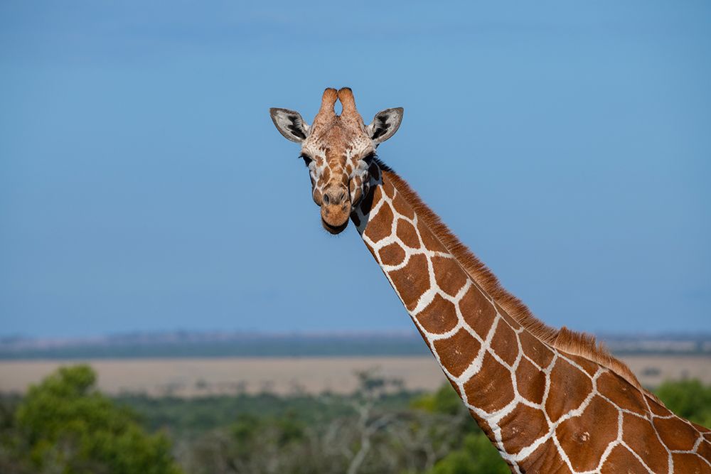 Africa-Kenya-Laikipia Plateau-Ol Pejeta Conservancy-Reticulated giraffe Endangered species art print by Cindy Miller Hopkins for $57.95 CAD