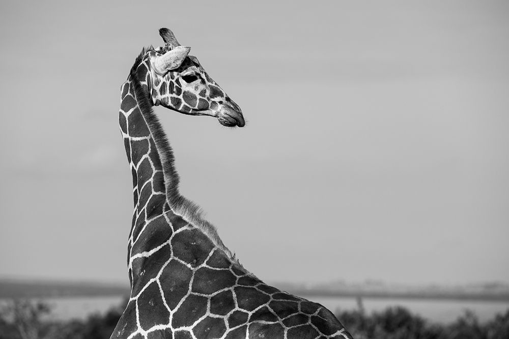Africa-Kenya-Ol Pejeta Conservancy-Reticulated giraffe Endangered species art print by Cindy Miller Hopkins for $57.95 CAD