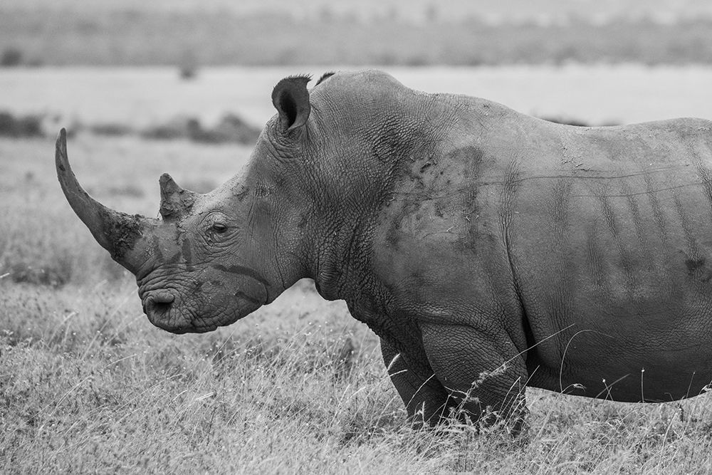 Kenya-Ol Pejeta Conservancy-Southern white rhinoceros-Ceratotherium simum simum art print by Cindy Miller Hopkins for $57.95 CAD