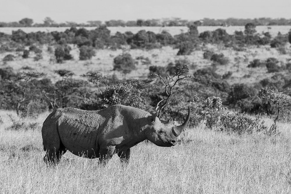Africa-Kenya-Ol Pejeta Conservancy-Black rhinoceros-aka hook-lipped-Critically Endangered species art print by Cindy Miller Hopkins for $57.95 CAD