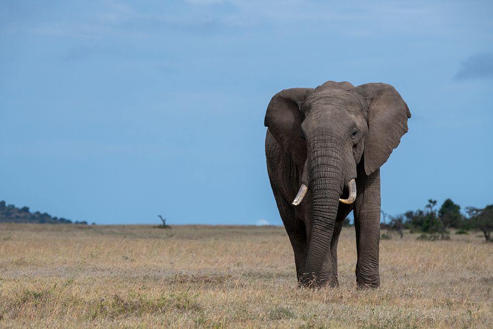 Africa-Kenya-Laikipia Plateau-Ol Pejeta Conservancy-Lone bull African elephant art print by Cindy Miller Hopkins for $57.95 CAD