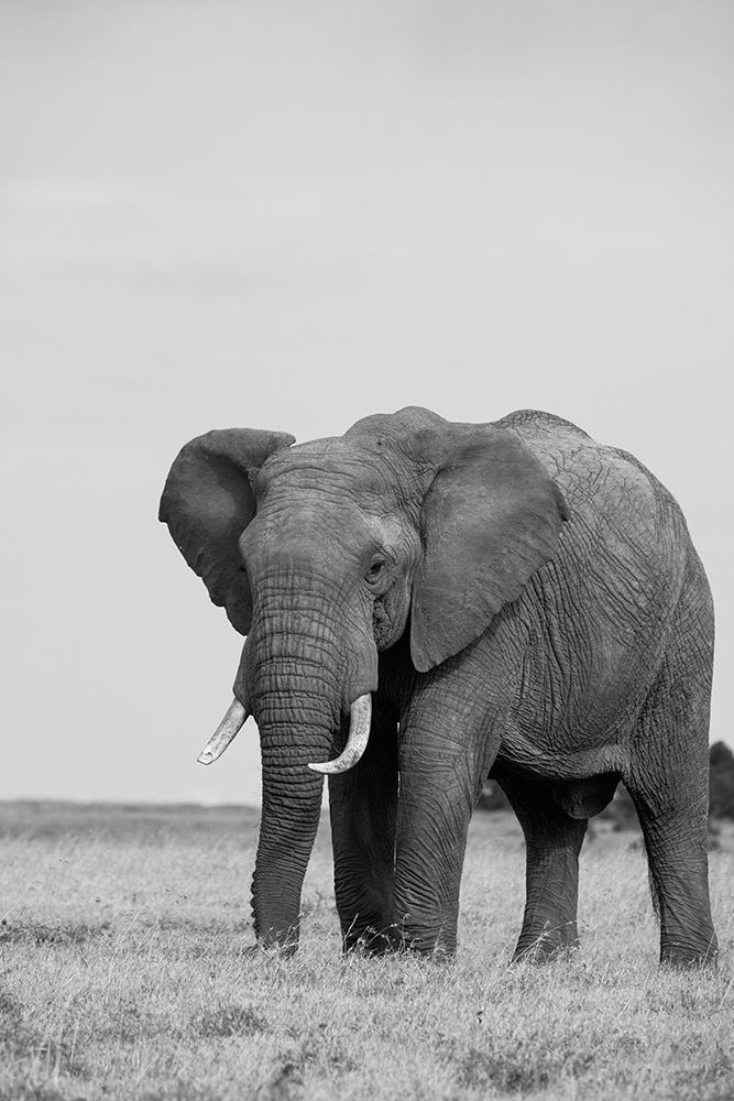 Africa-Kenya-Laikipia Plateau-Ol Pejeta Conservancy-African elephant art print by Cindy Miller Hopkins for $57.95 CAD