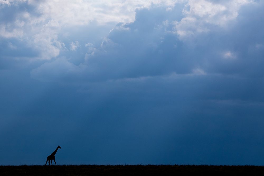 Kenya-Serengeti-Maasai Mara-Masai giraffe in front of stormy sky-Endangered species art print by Cindy Miller Hopkins for $57.95 CAD