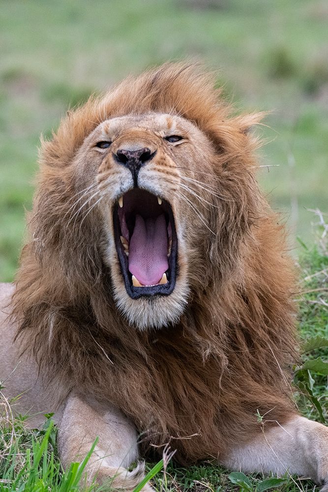 Africa-Kenya-Serengeti Plains-Maasai Mara-Male lion yawning art print by Cindy Miller Hopkins for $57.95 CAD