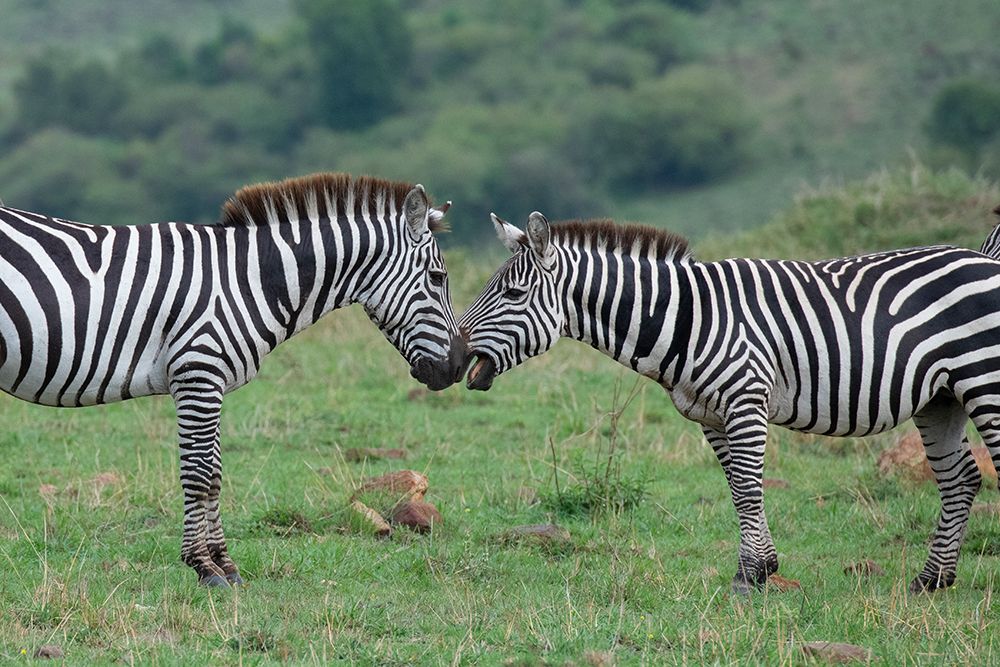 Africa-Kenya-Serengeti-Maasai Mara-Plains zebra aka common or Burchells zebra art print by Cindy Miller Hopkins for $57.95 CAD