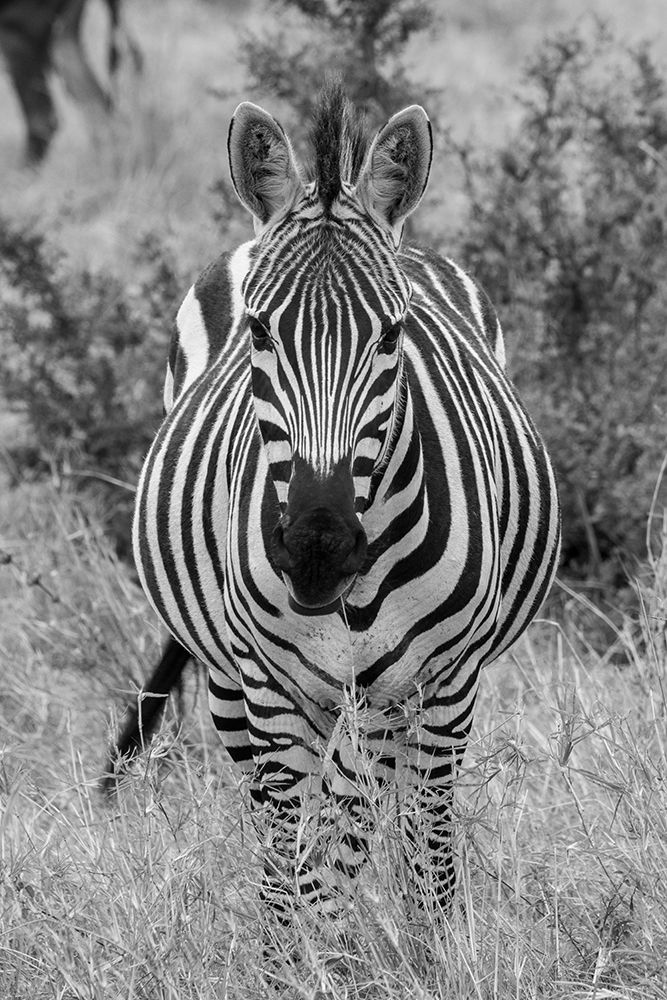 Africa-Kenya-Serengeti Plains-Maasai Mara-Plains zebra aka Burchells zebra art print by Cindy Miller Hopkins for $57.95 CAD