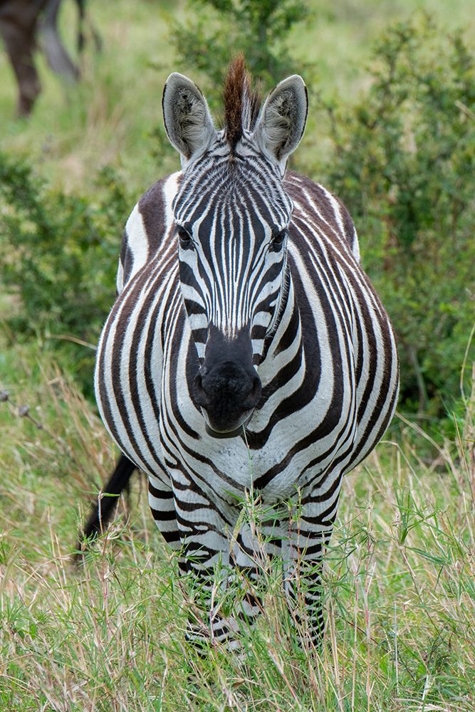 Africa-Kenya-Northern Serengeti Plains-Maasai Mara-Plains zebra aka Burchells zebra art print by Cindy Miller Hopkins for $57.95 CAD
