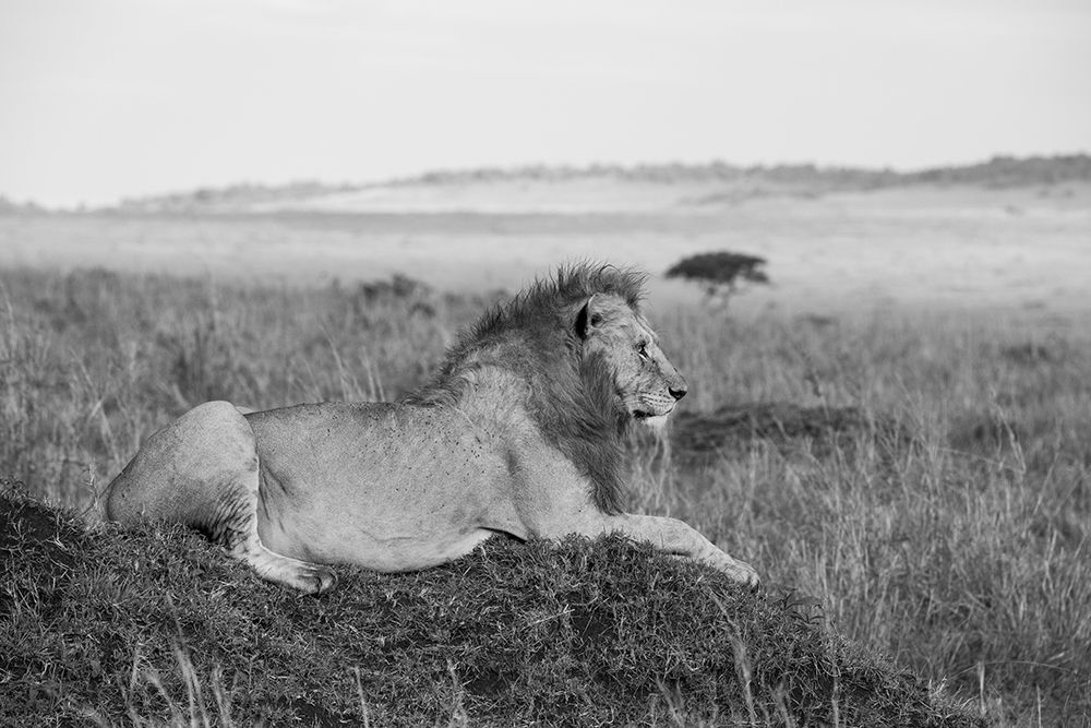 Africa-Kenya-Serengeti-Maasai Mara-Young male lion in typical Serengeti plains habitat art print by Cindy Miller Hopkins for $57.95 CAD