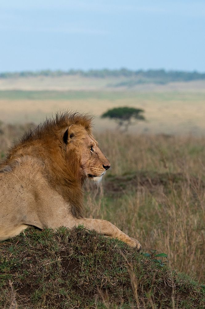 Africa-Kenya-Serengeti Plains-Maasai Mara-Young male lion in typical Serengeti habitat art print by Cindy Miller Hopkins for $57.95 CAD