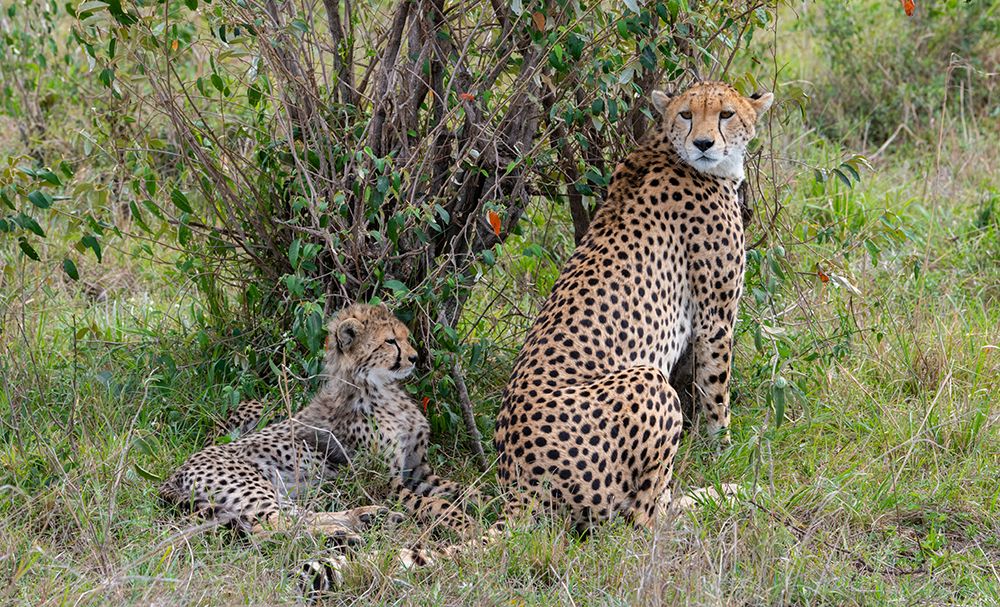 Africa-Kenya-Serengeti-Maasai Mara-Female cheetah with cubs-endangered species art print by Cindy Miller Hopkins for $57.95 CAD