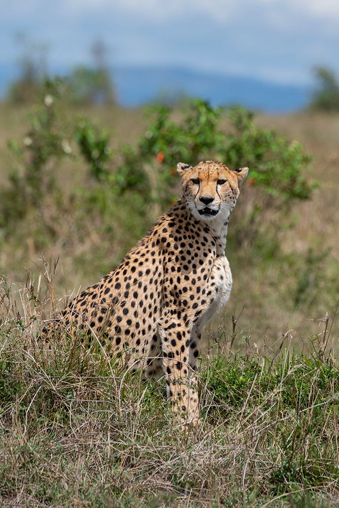 Africa-Kenya-Serengeti Plains-Maasai Mara-Female cheetah-endangered species art print by Cindy Miller Hopkins for $57.95 CAD