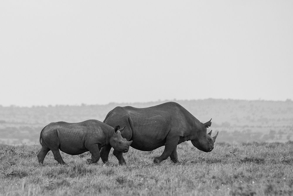 Africa-Kenya-Serengeti-Maasai Mara-Black rhinoceros-Critically endangered art print by Cindy Miller Hopkins for $57.95 CAD