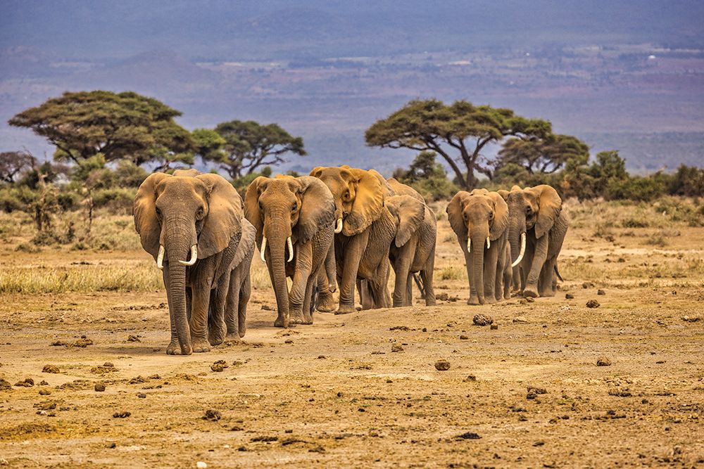 Elephant train-Amboseli National Park-Africa art print by John Ford for $57.95 CAD