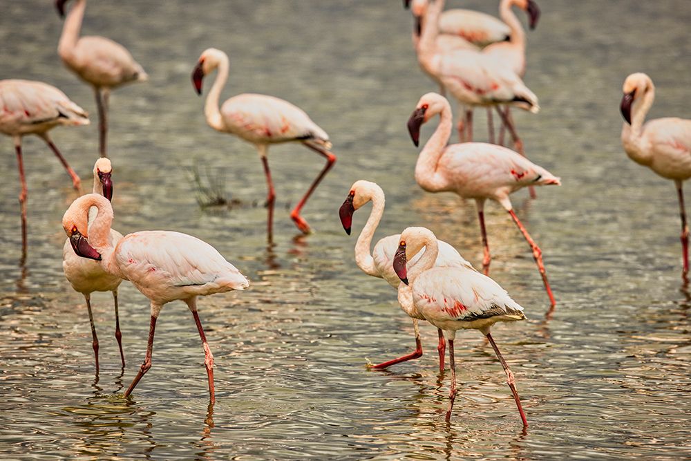 Flamingos-Amboseli National Park-Africa art print by John Ford for $57.95 CAD