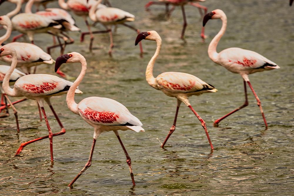 Flamingos Walking-Amboseli National Park-Africa art print by John Ford for $57.95 CAD