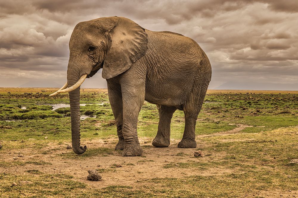 Amboseli elephant-Amboseli National Park-Africa art print by John Ford for $57.95 CAD