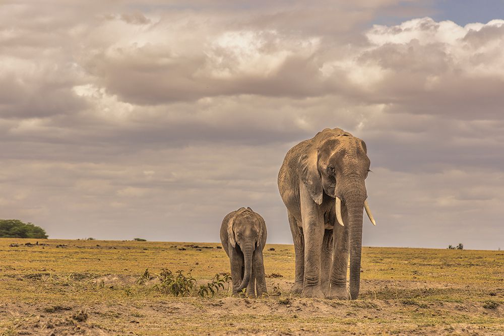 Mother and calf Amboseli elephants-Amboseli National Park-Africa art print by John Ford for $57.95 CAD