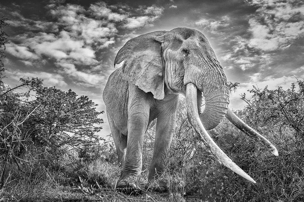 Craig the Elephant-largest Amboseli elephant-Amboseli National Park-Africa art print by John Ford for $57.95 CAD