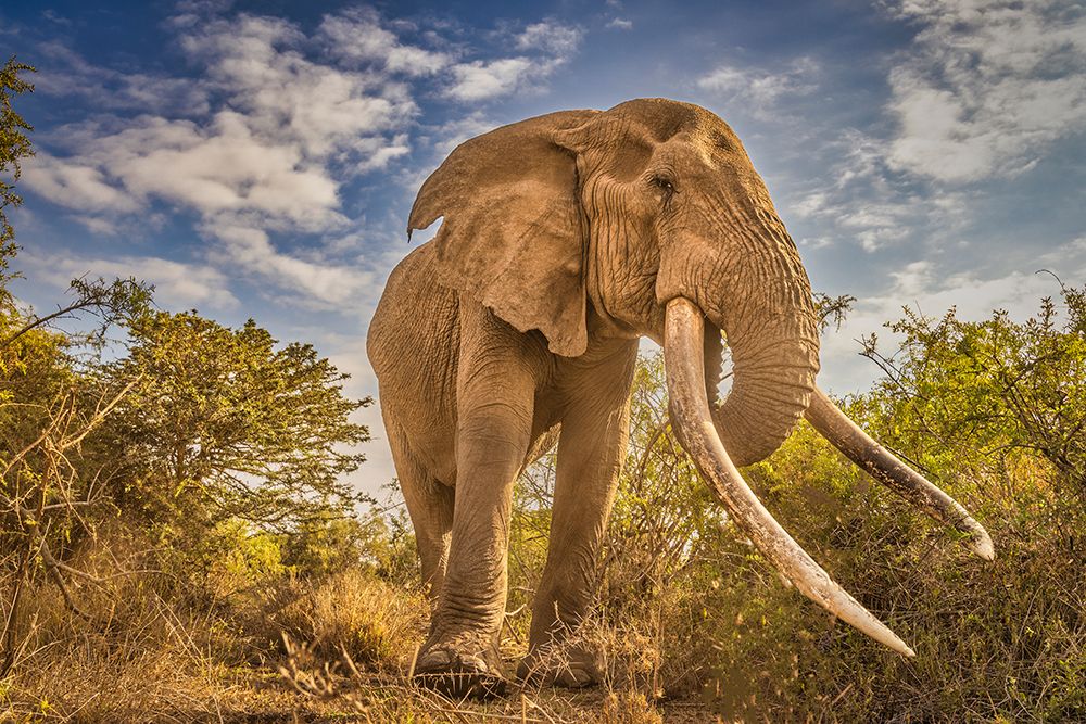 Craig the Elephant-largest Amboseli elephant-Amboseli National Park-Africa art print by John Ford for $57.95 CAD