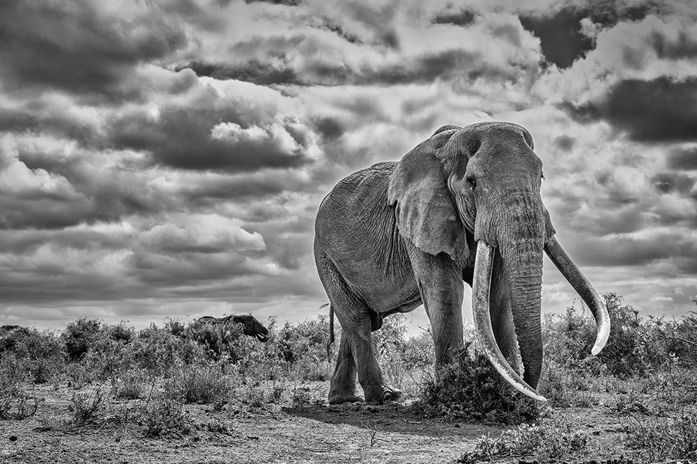 Craig the Elephant-largest Amboseli elephant-Amboseli National Park-Africa art print by John Ford for $57.95 CAD