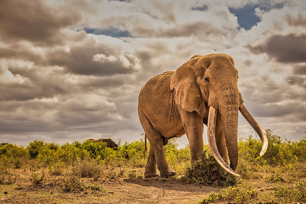 Craig the Elephant-largest Amboseli elephant-Amboseli National Park-Africa art print by John Ford for $57.95 CAD