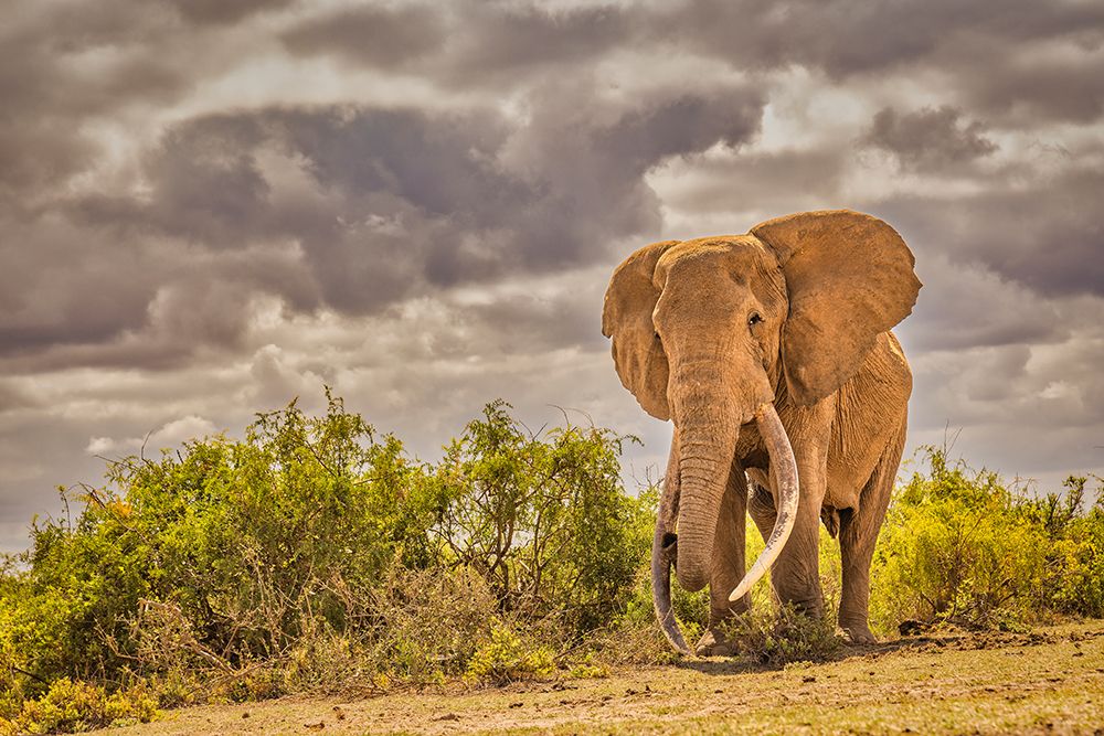 Craig the Elephant-largest Amboseli elephant-Amboseli National Park-Africa art print by John Ford for $57.95 CAD