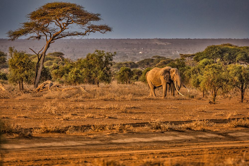 Craig the Elephant-largest Amboseli elephant-Amboseli National Park-Africa art print by John Ford for $57.95 CAD